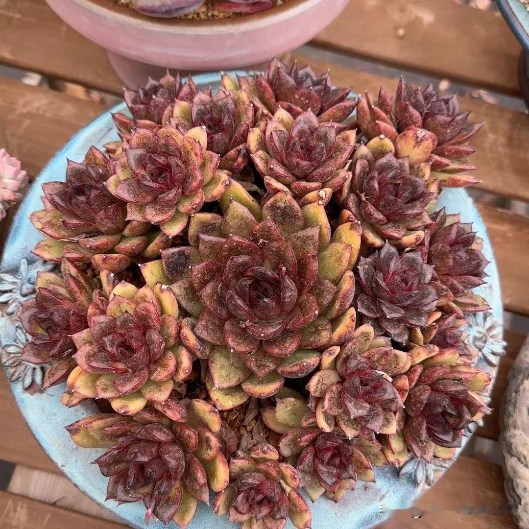#多肉植物# 
黑水晶玫瑰