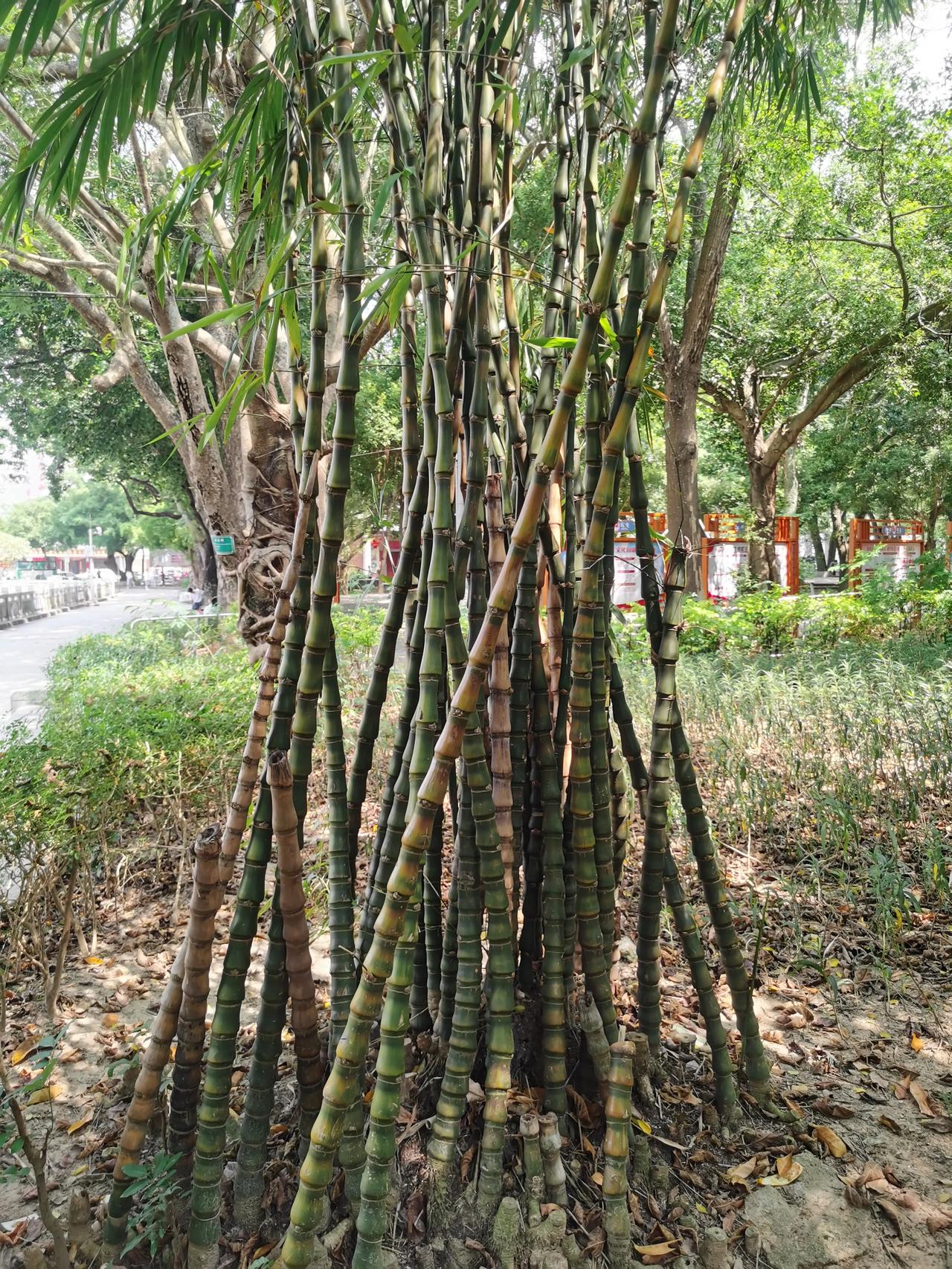  早上送完小孩上学，骑电动车出来买菜，顺道在公园里走一走。每天奔忙于各种家庭琐事