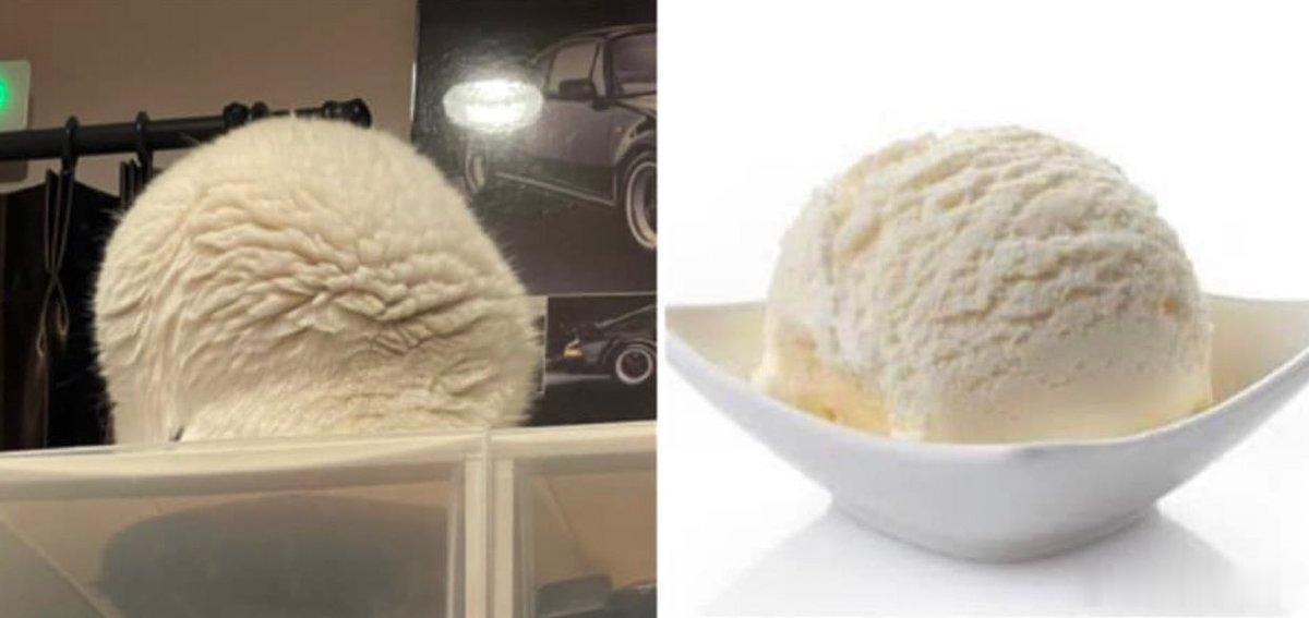 猫睡觉的姿势看起来就像冰淇淋
