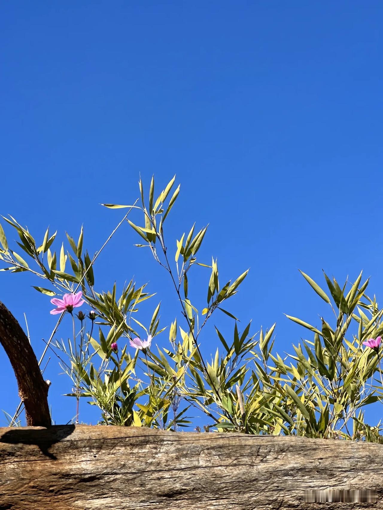 中文：
沃尔玛，那个被很多人当成“传统零售老古董”的公司，市值第一次站上了 1 