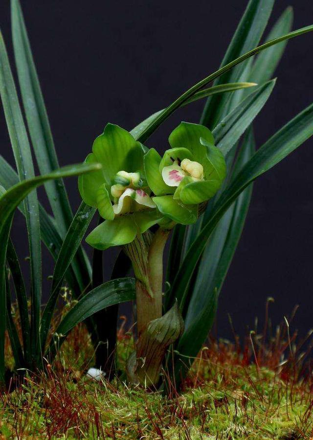 下联：寂寞曲为俦。