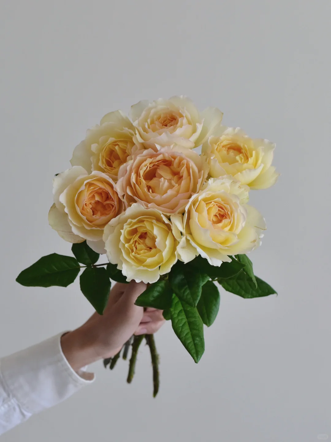 花栖玫瑰园·月色甜蜜