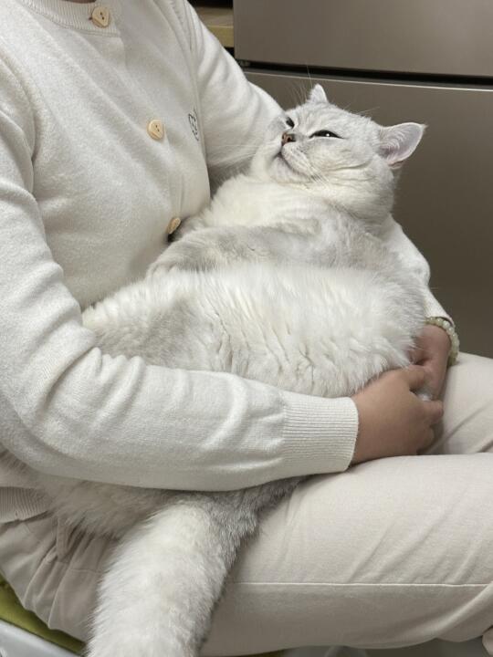 他的尾巴子真粗呀