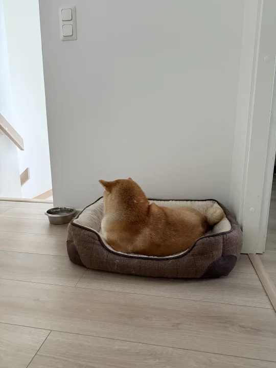 肥美