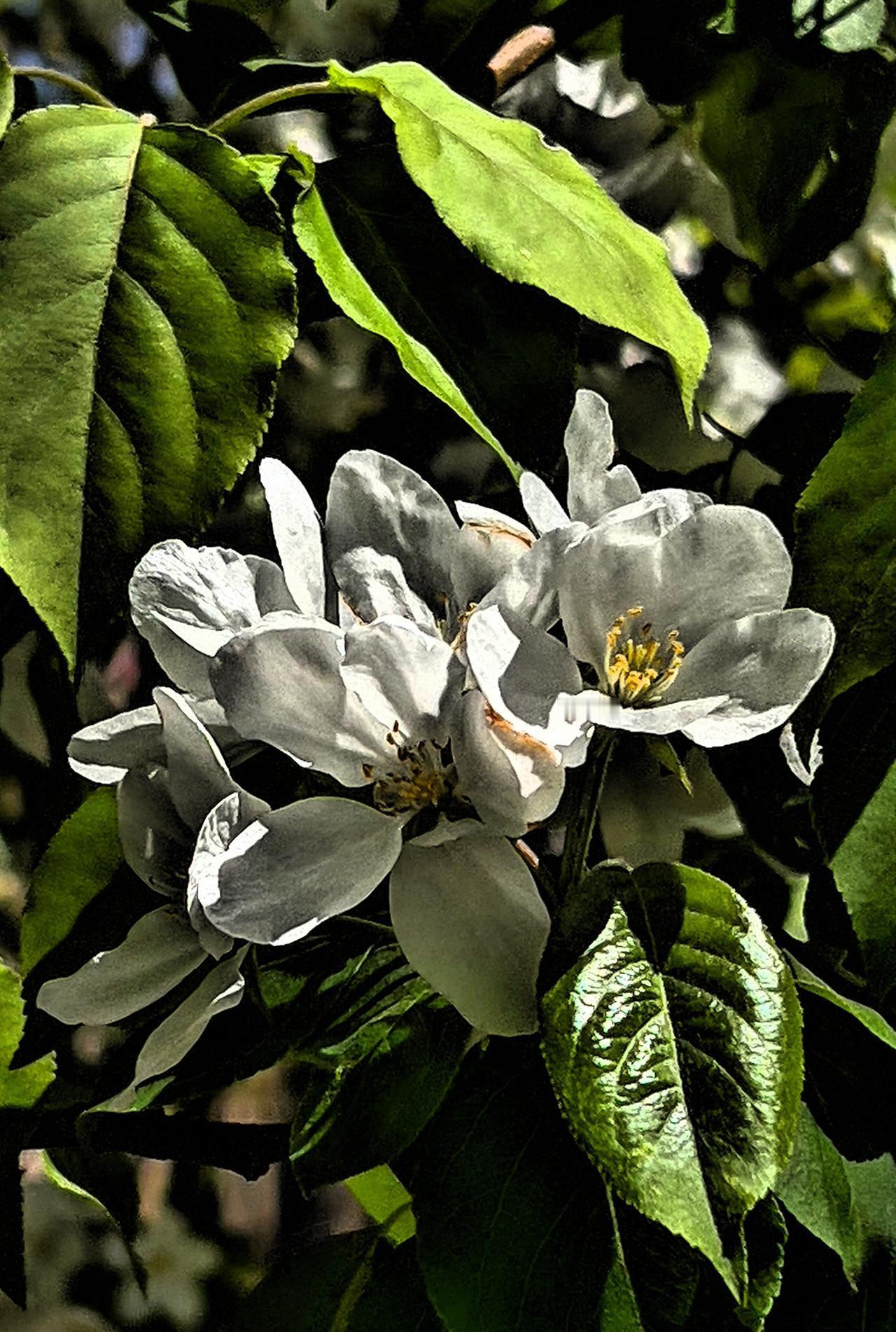 分享美丽绽放的花朵，这是我在朝阳公园游玩时拍摄到的美丽花朵，洁白的花朵，在阳光照