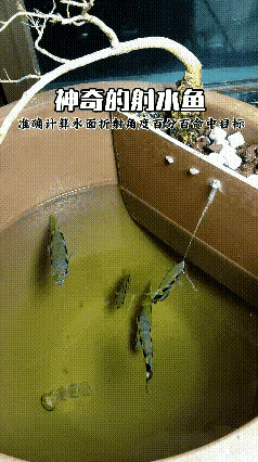 把食物放水里，估计哥几个都不会吃饭了吧😏