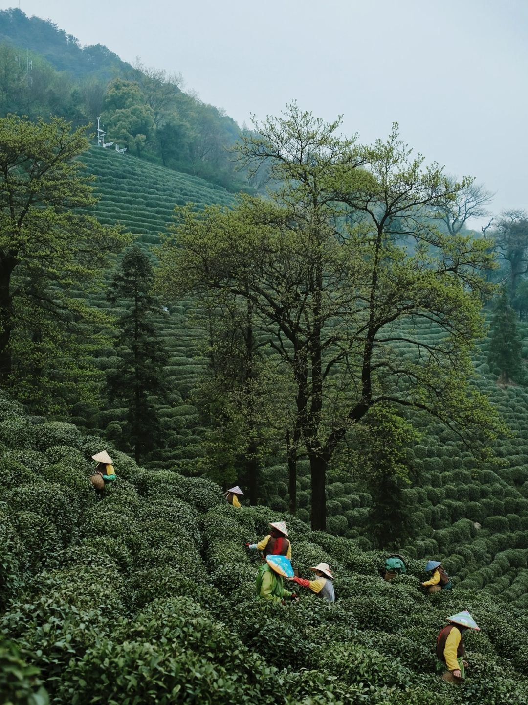 以为西湖春天够美了，直到我去了龙井村🍃