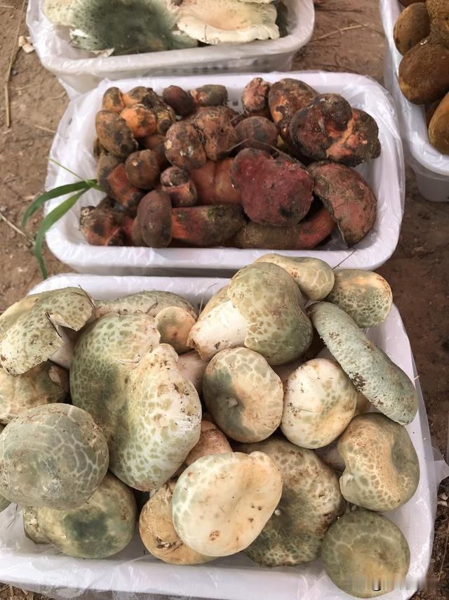 6月份就是我们云南大理食用野生菌的季节了，各种野生蘑菇应接不暇，好吃实惠一点的有