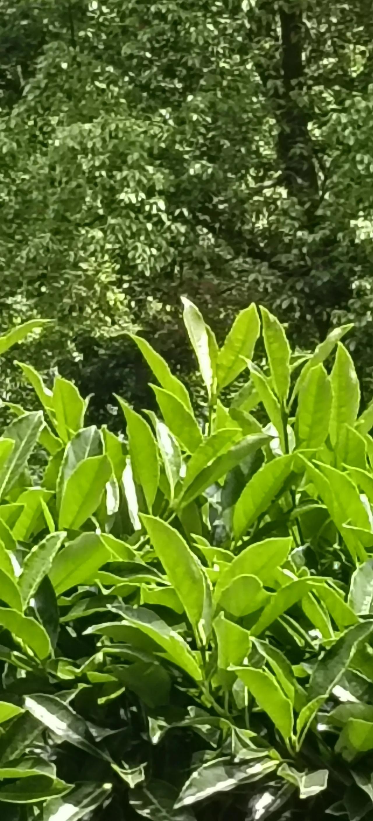 五十年来梦幻真，今朝撒手谢红尘。
他时水泛含龙日，认取香烟是后身。
 
短短四句
