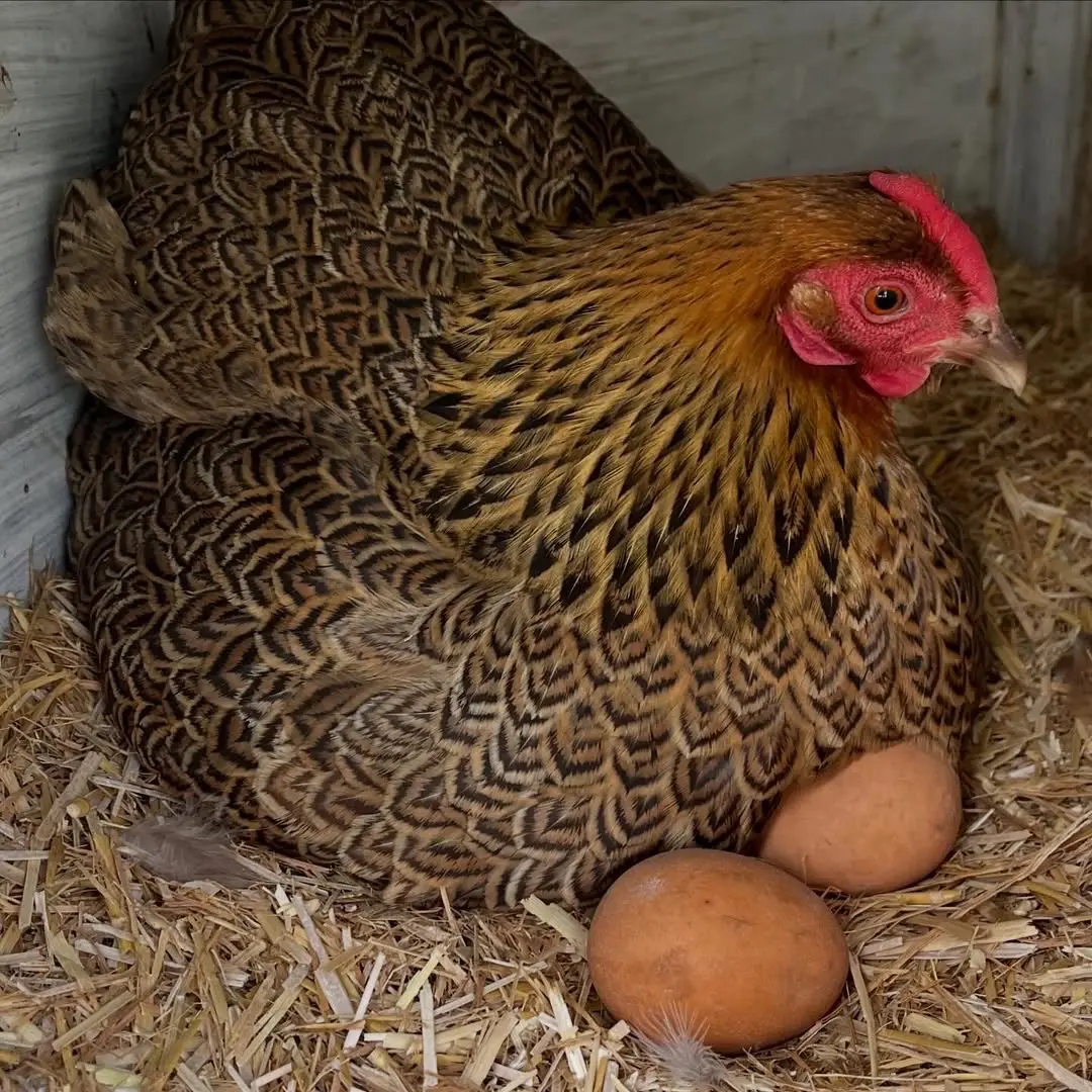 母鸡下彩蛋了。