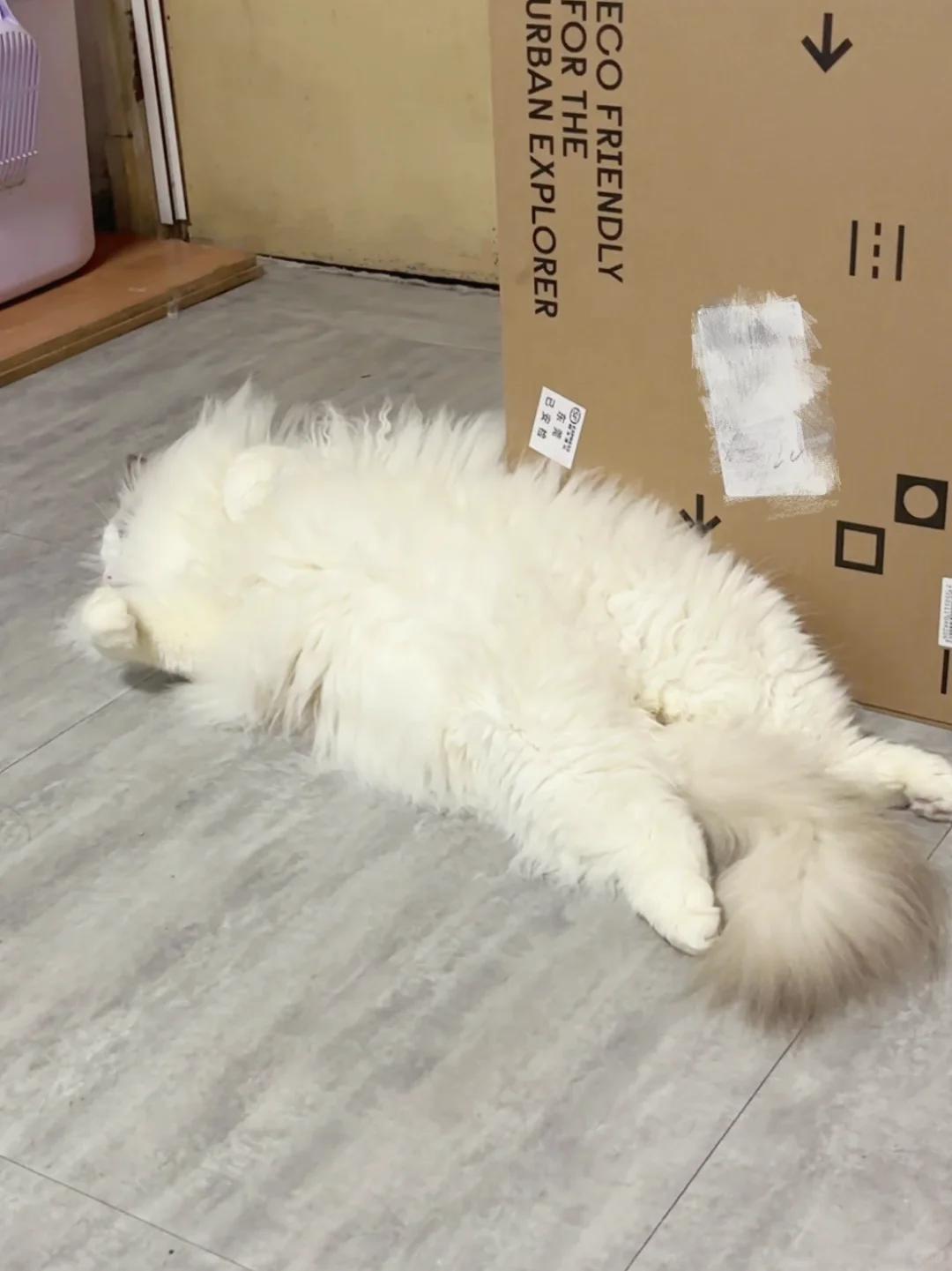 不懂就问，这是布偶统一睡姿吗