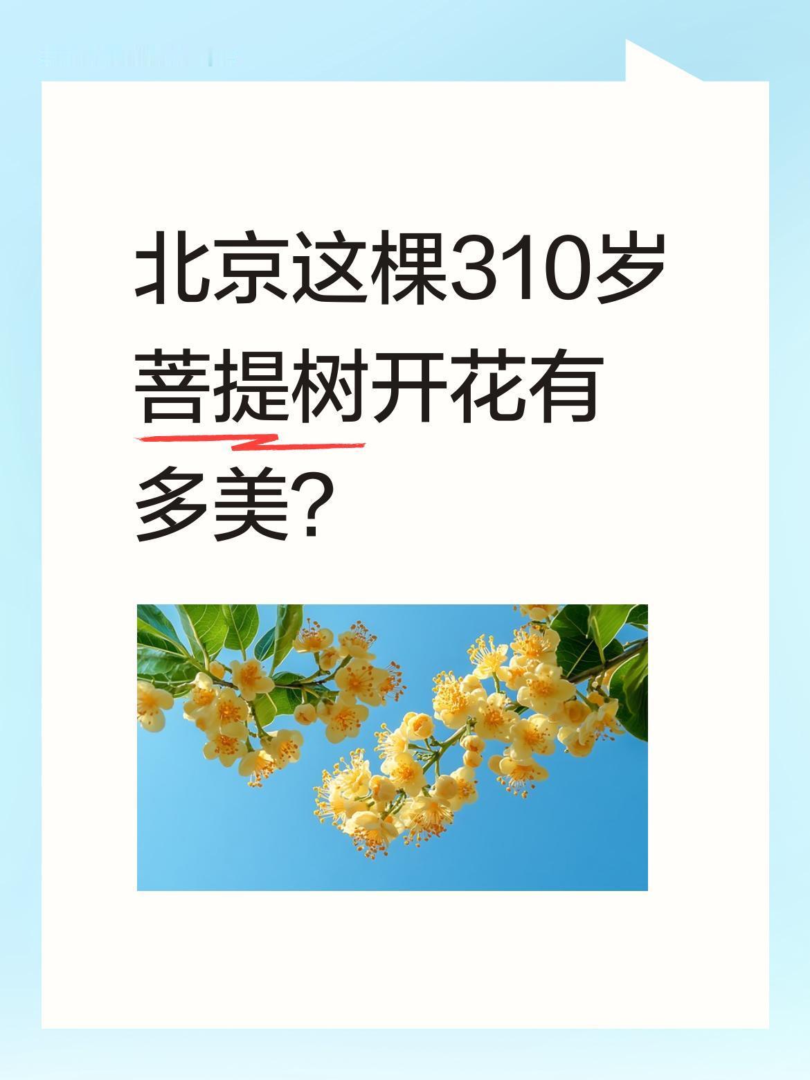 北京这棵310岁菩提树开花有多美？
近日北京朝阳区高碑店菩提园内，一棵300余年