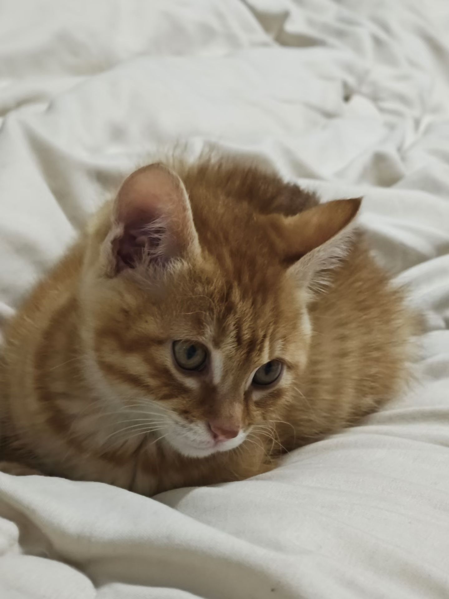 我选择放一只消帽在🐱 