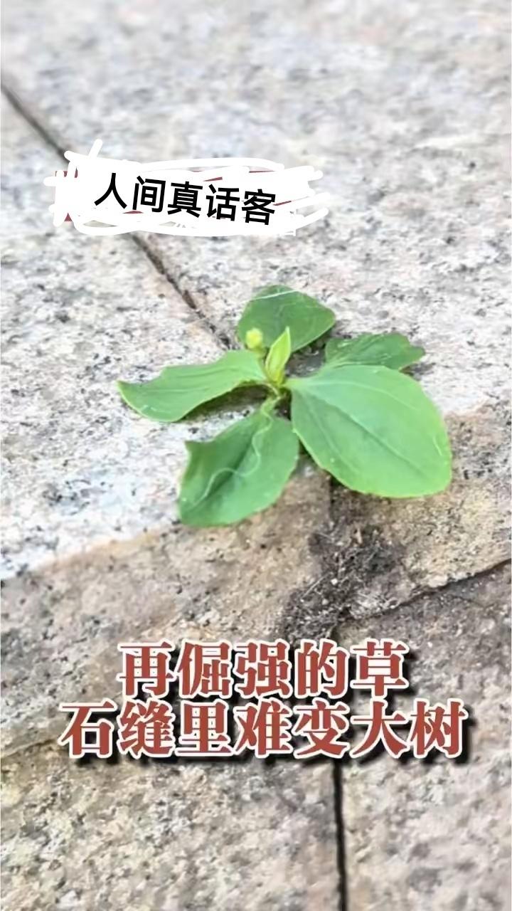 石缝里的小草长不成大树的残酷现实

没有资源的石缝里长出来的小草，无论其多么倔强
