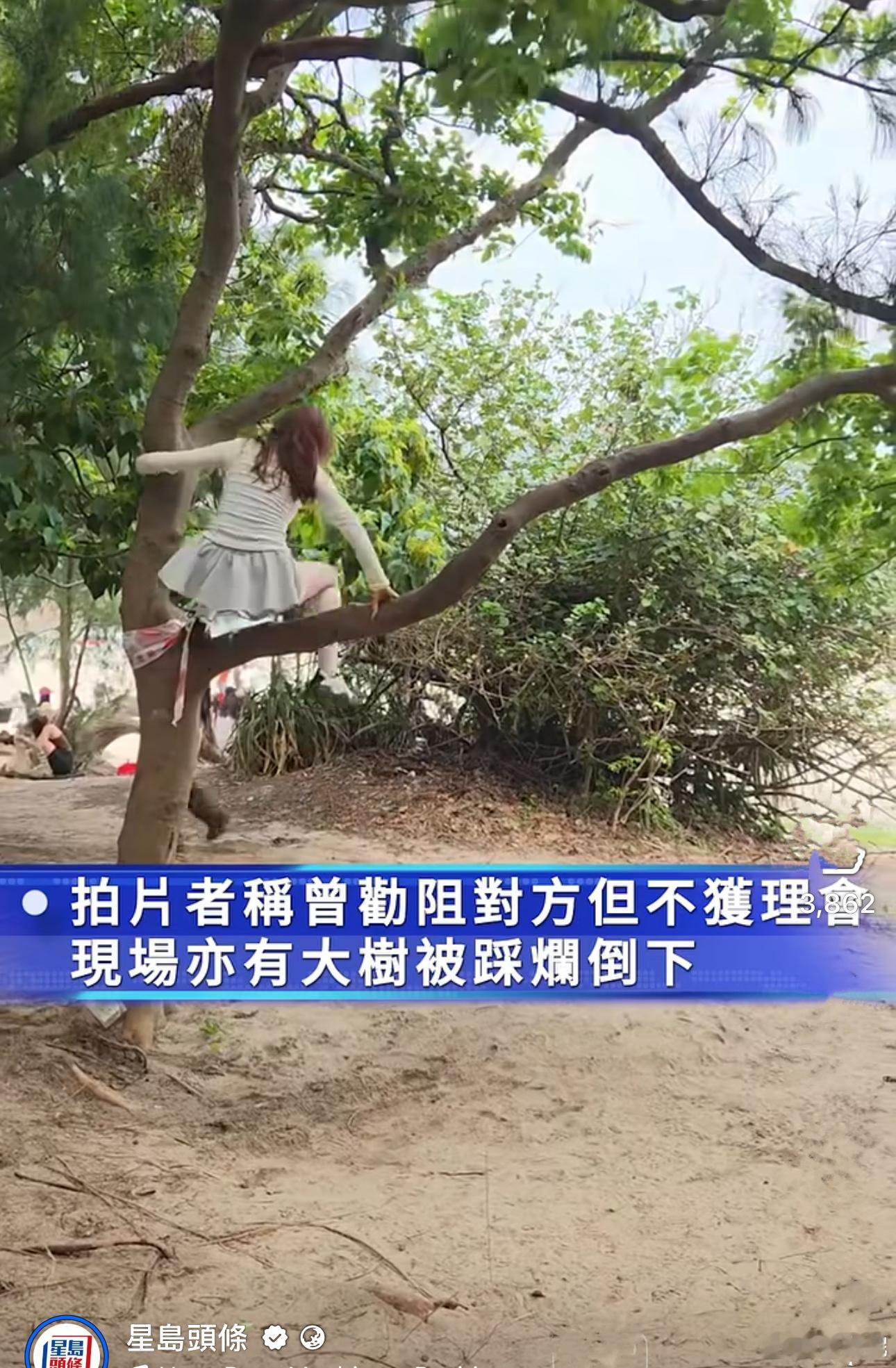 近日，小红书兴起一股“抱树打卡”热潮，很多内地游客涌入香港郊野公园爬树拍照打卡，