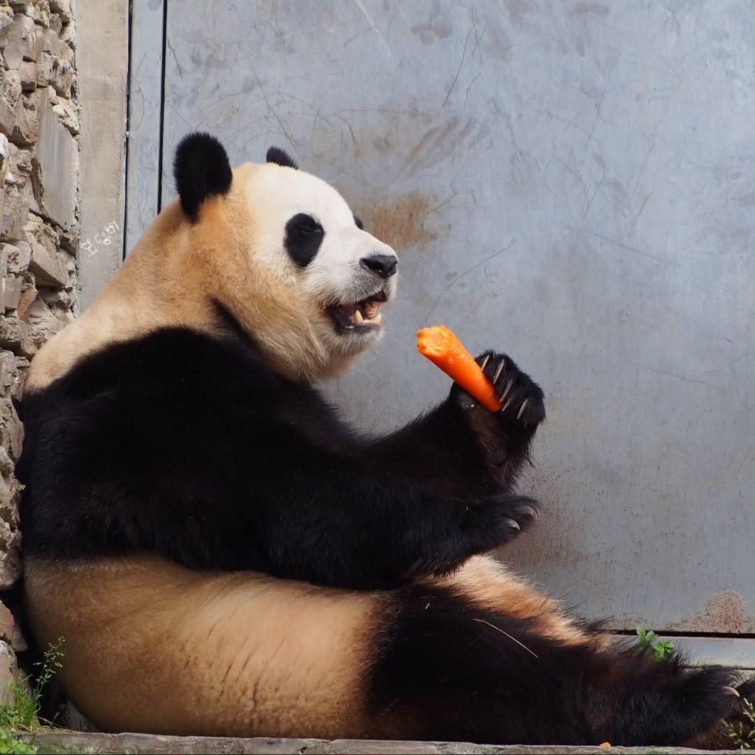 熊猫守护者 🐼森林驿站🌳熊猫化作竹林中的快乐使者，进食时的软萌可爱，为世间添