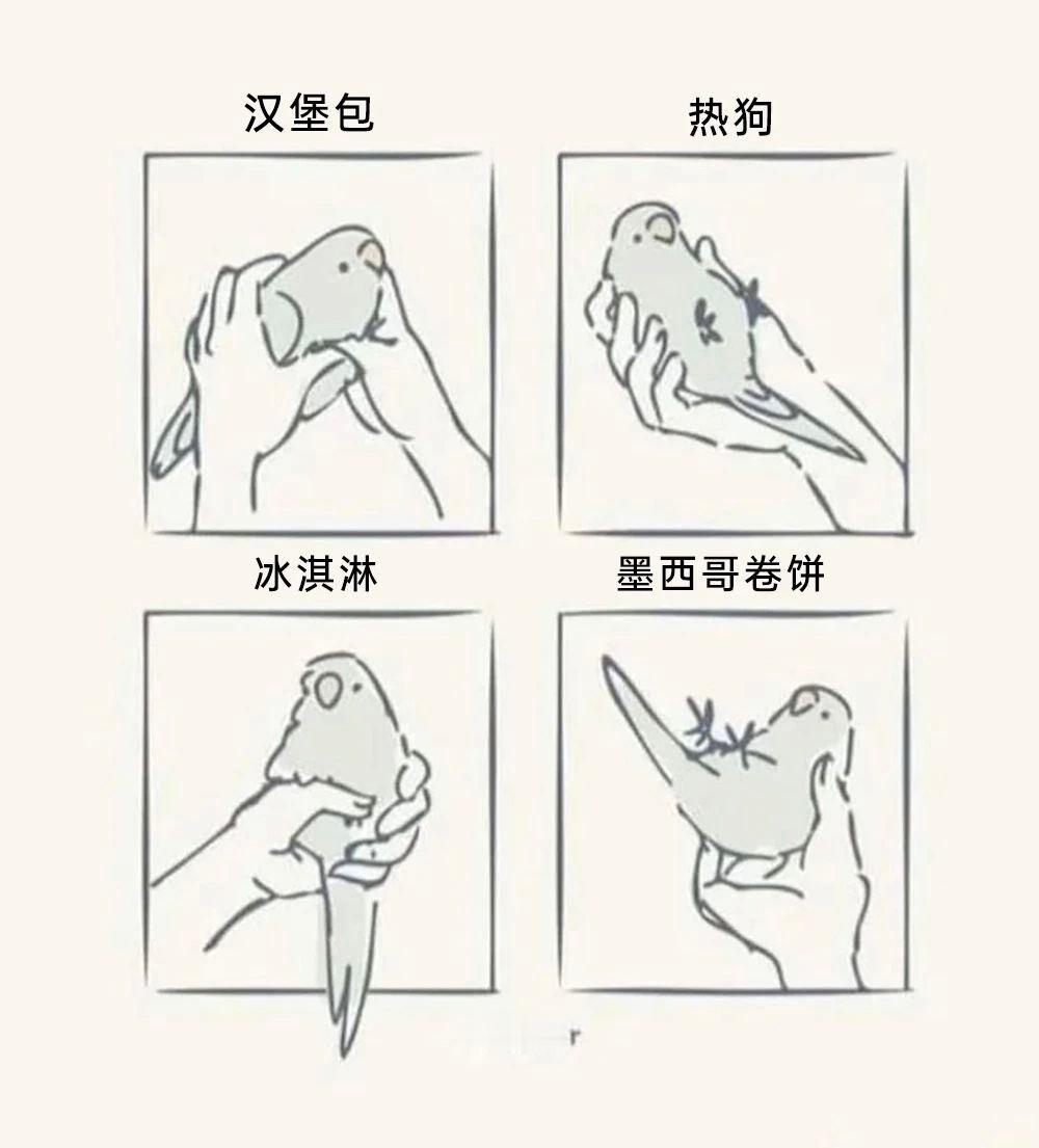 百变小鸡 