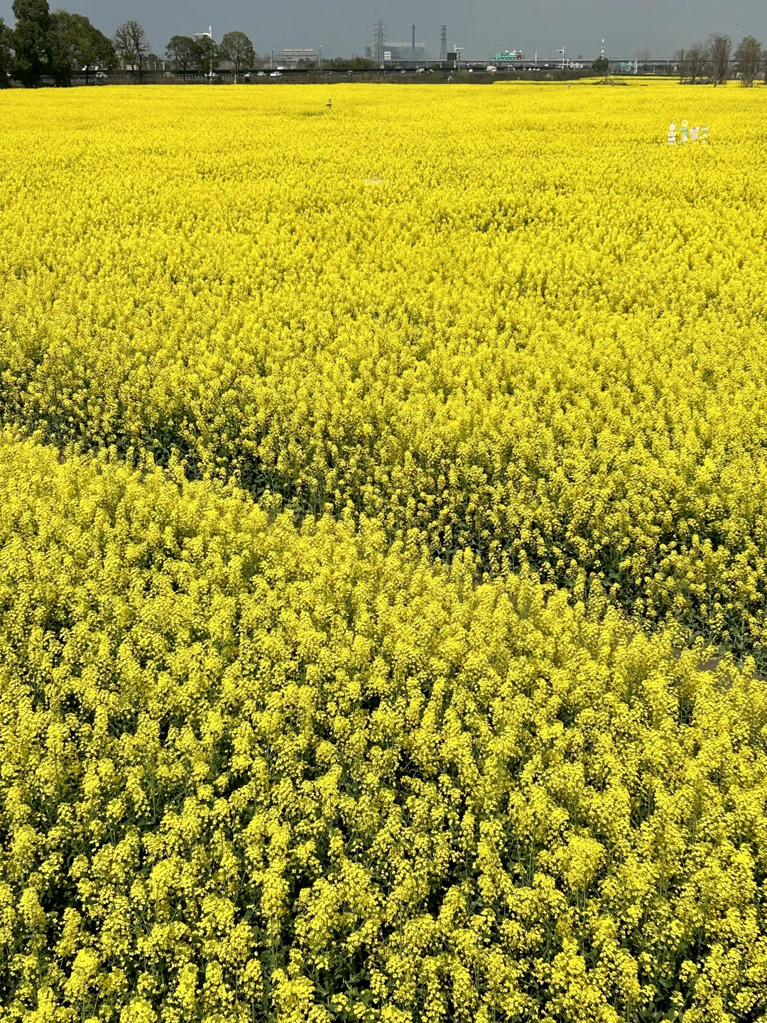 在成都！不允许有人没去过这片金色花海！