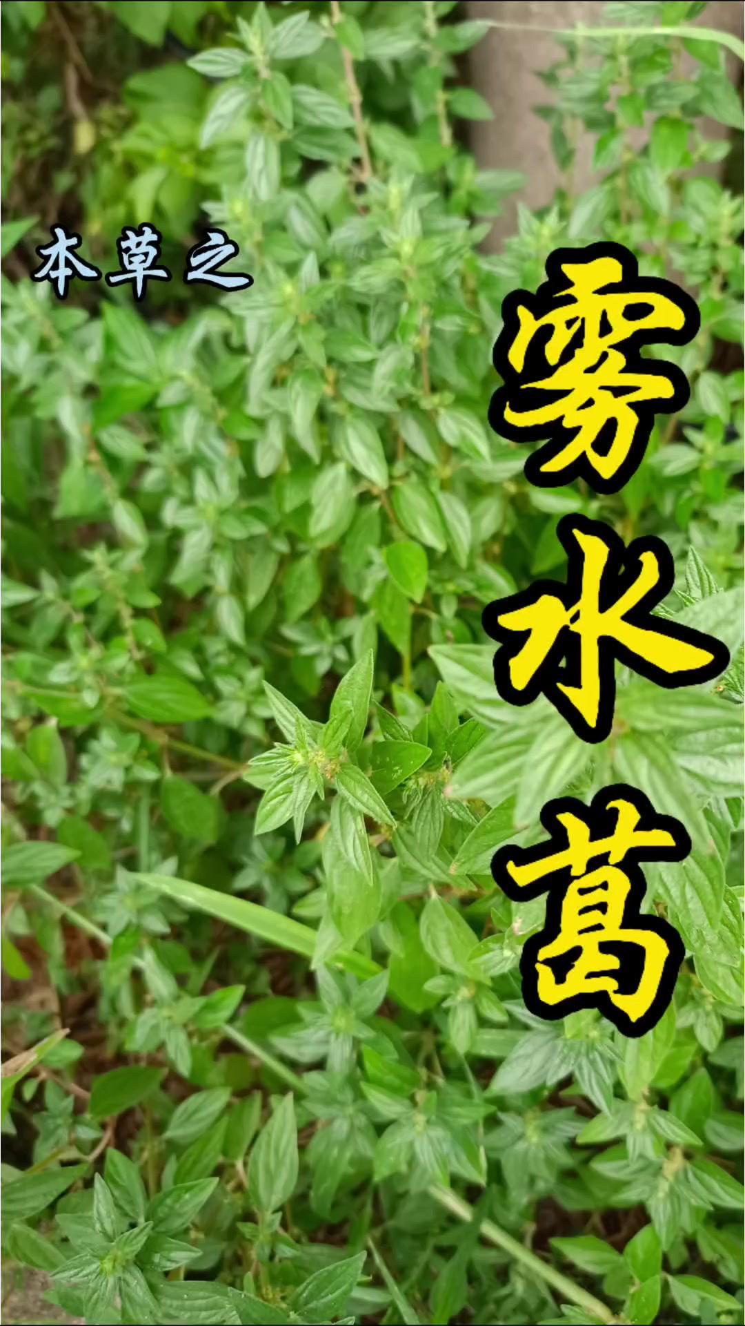 1️⃣雾水葛是南方常用的中草药，擅长解毒消肿排脓，治疗疮痈是它的典型功效。
2️