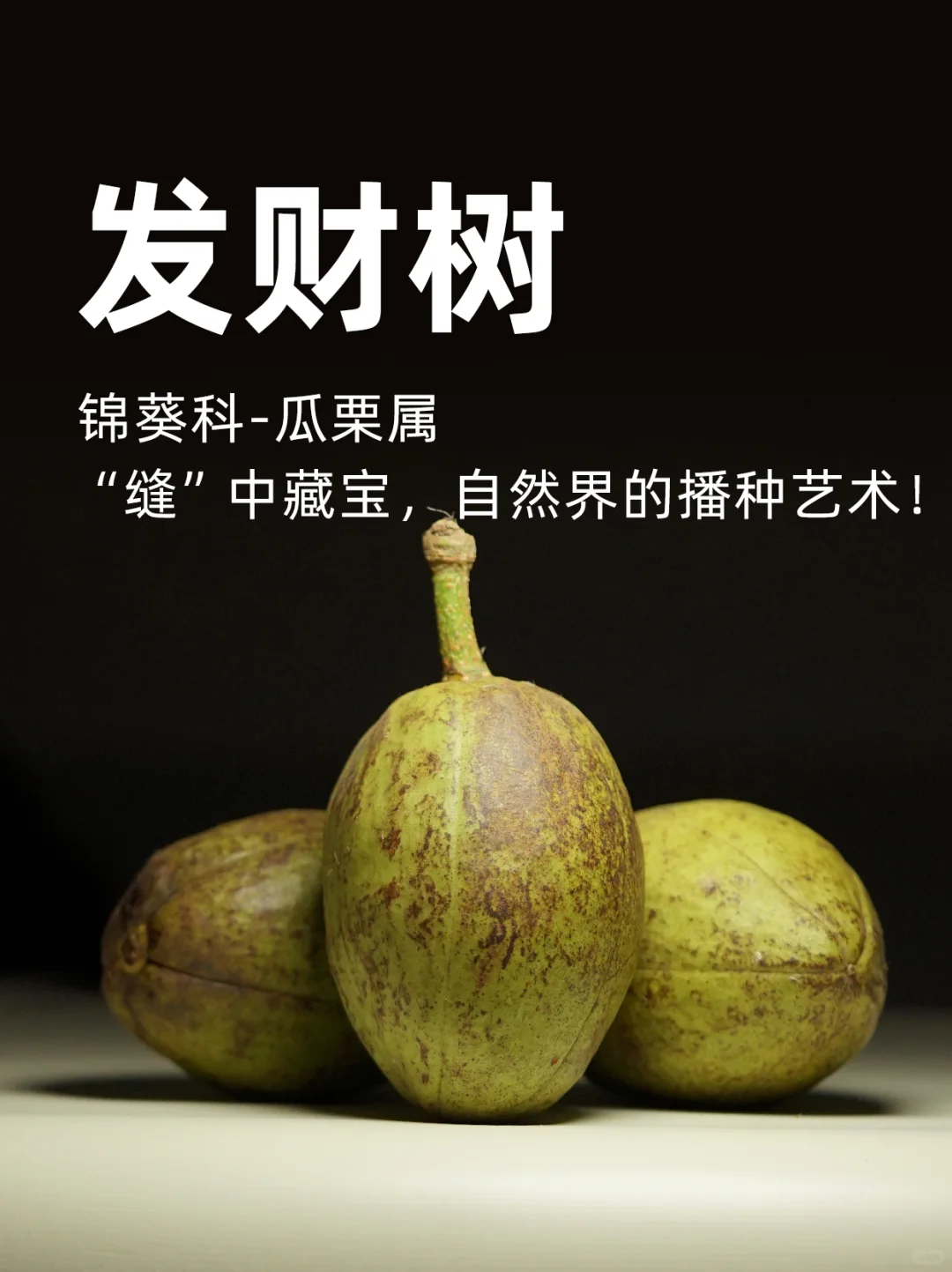 发财树果：“缝”中藏宝，自然界的播种艺术！