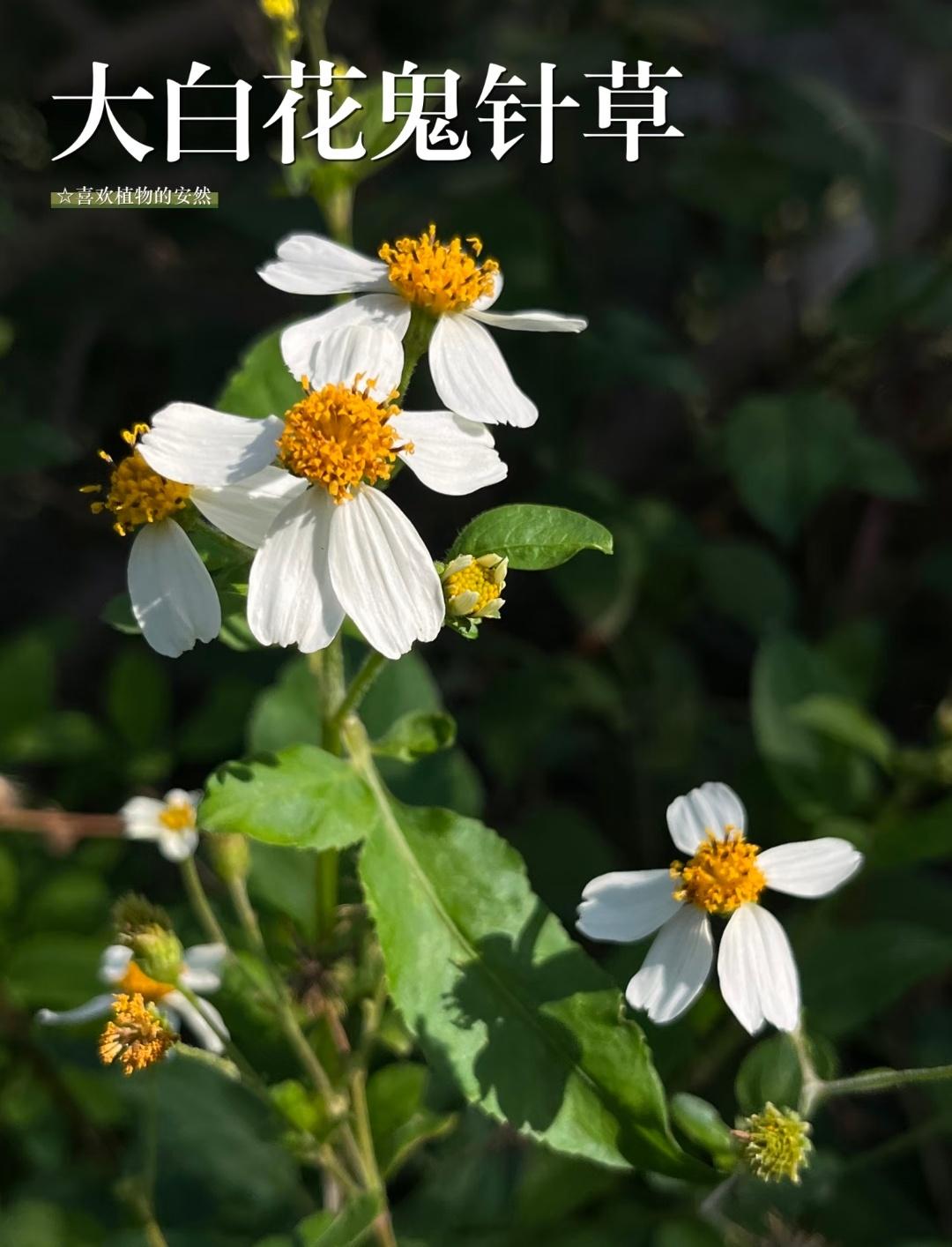 “  大自然的馈赠 · 路边的小野花 …  ” ​​​摄影