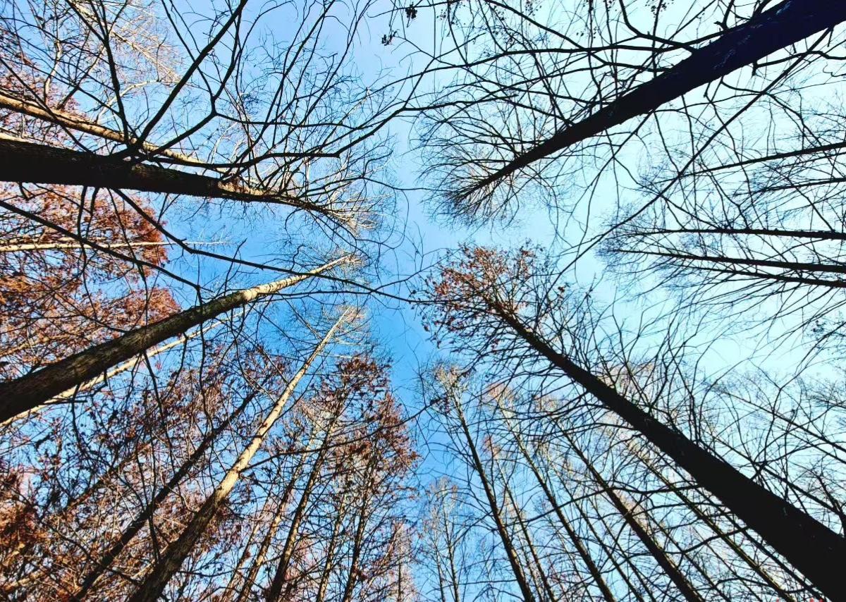枯枝把蓝天织成透亮的网，每根枝干都朝着晴朗生长，像在与风私语季节的故事。
🍂 
