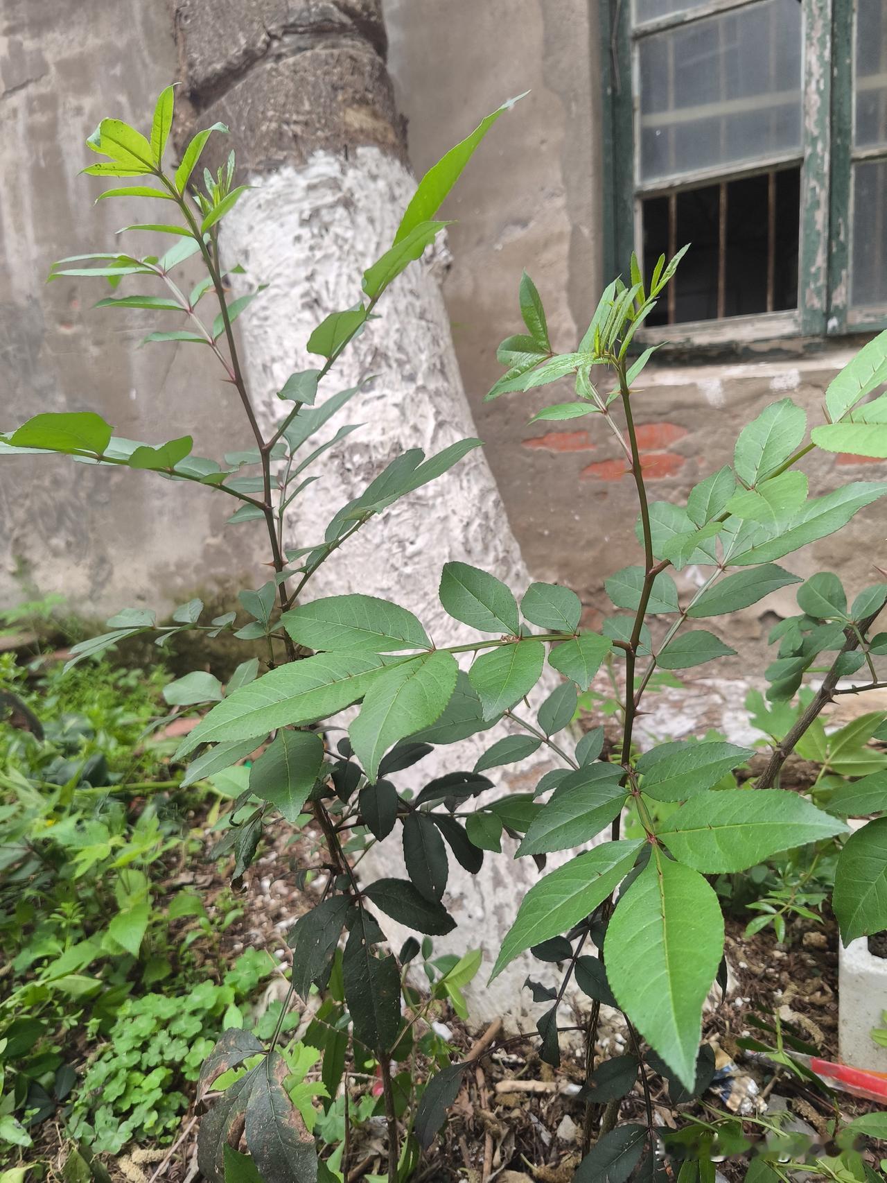 花椒树需要减负，孩子也应如此！
昨夜雷电轰鸣、风雨交加，今早我带着狗狗出去遛弯，