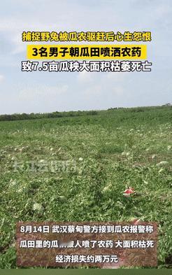 心眼太坏了！湖北武汉，3男子在瓜田里抓兔子，结果遭到了瓜农的驱赶，不料，他们竟因