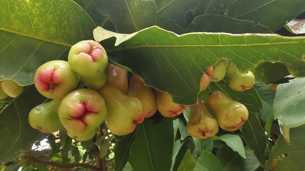 东方难得下雨，几个月没下雨了，三月三开幕式求来了雨。今天又下雨了，和小胖冒雨在小