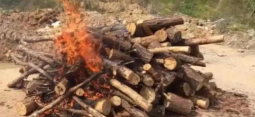 枯死的松树，实际比人还“珍贵”？中国林业局明令规定，禁止将枯死、腐坏的松树，当作