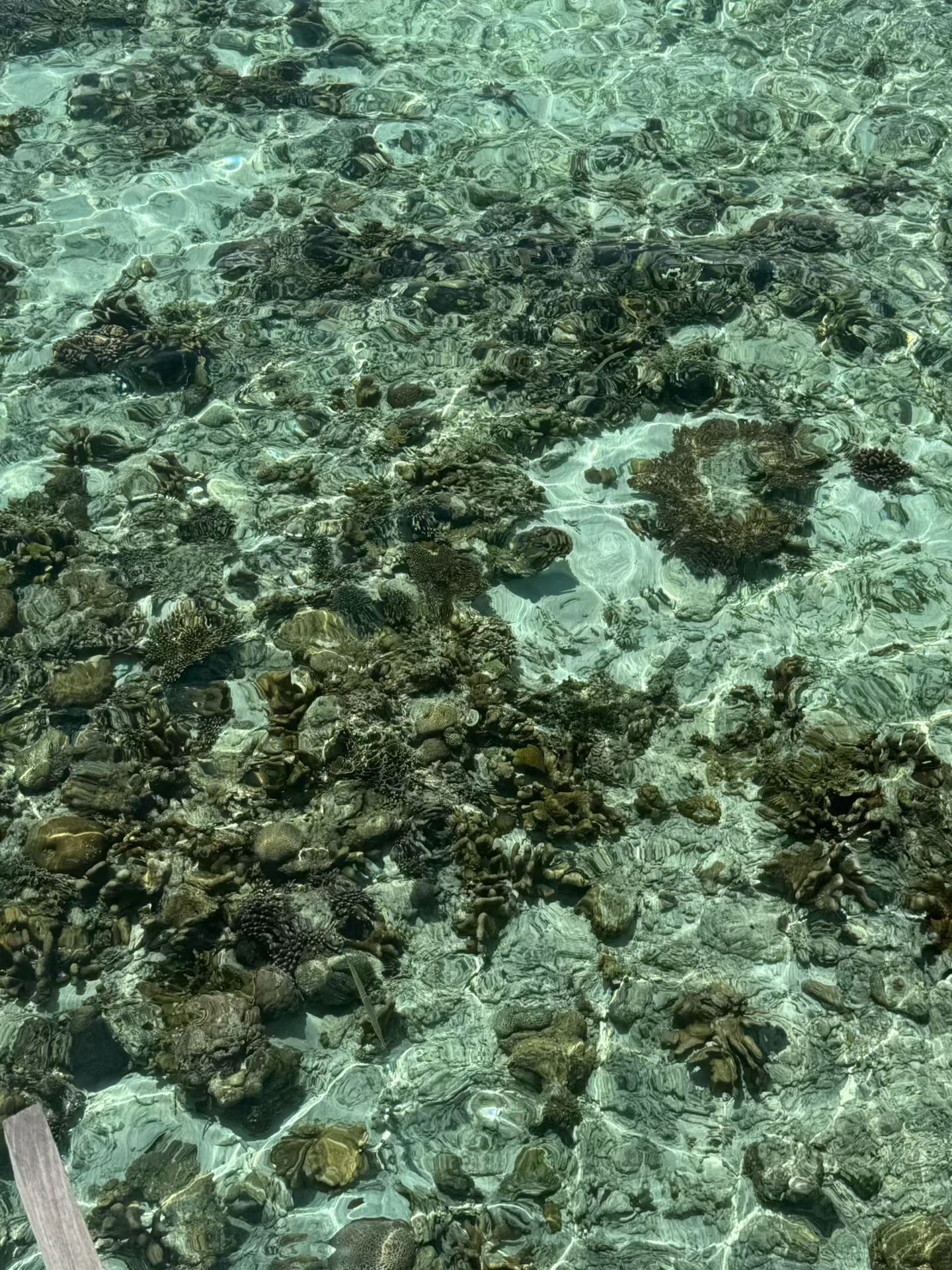 🌊今天的海是会发光的！阳光透过水面，能看见底下的珊瑚礁像撒了把碎钻✨。旁边的三