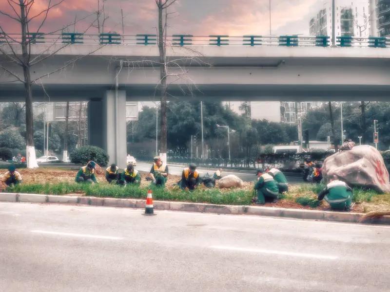 中国绿化带火了海外
 
谁也没想到，低调实干的中国绿化，如今彻底在海外出圈刷屏，
