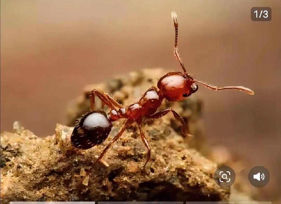 不起眼的草垛藏着“致命蚂蚁”！杭州一位68岁的罗大伯就因为翻晒旧柴火，被几百只红