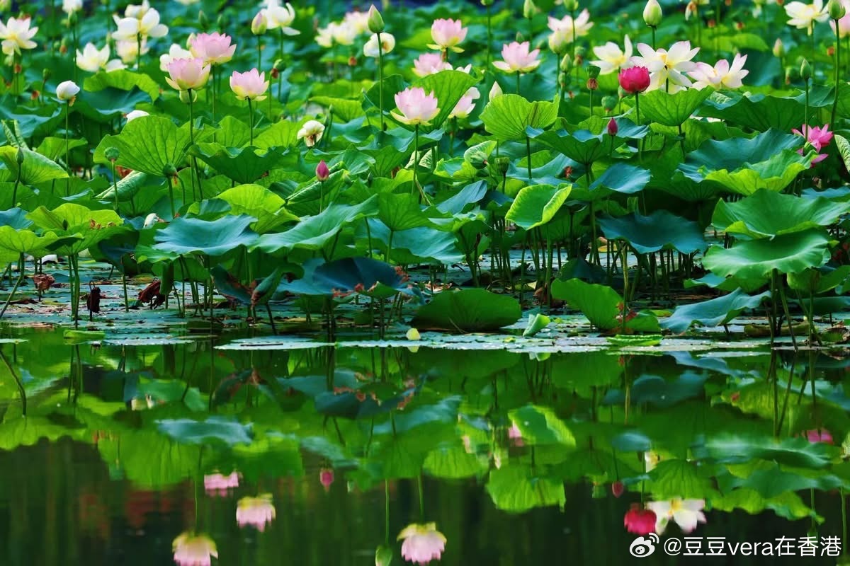 当莫內的《睡莲》出现在夏天北京的圆明园🪷荷花