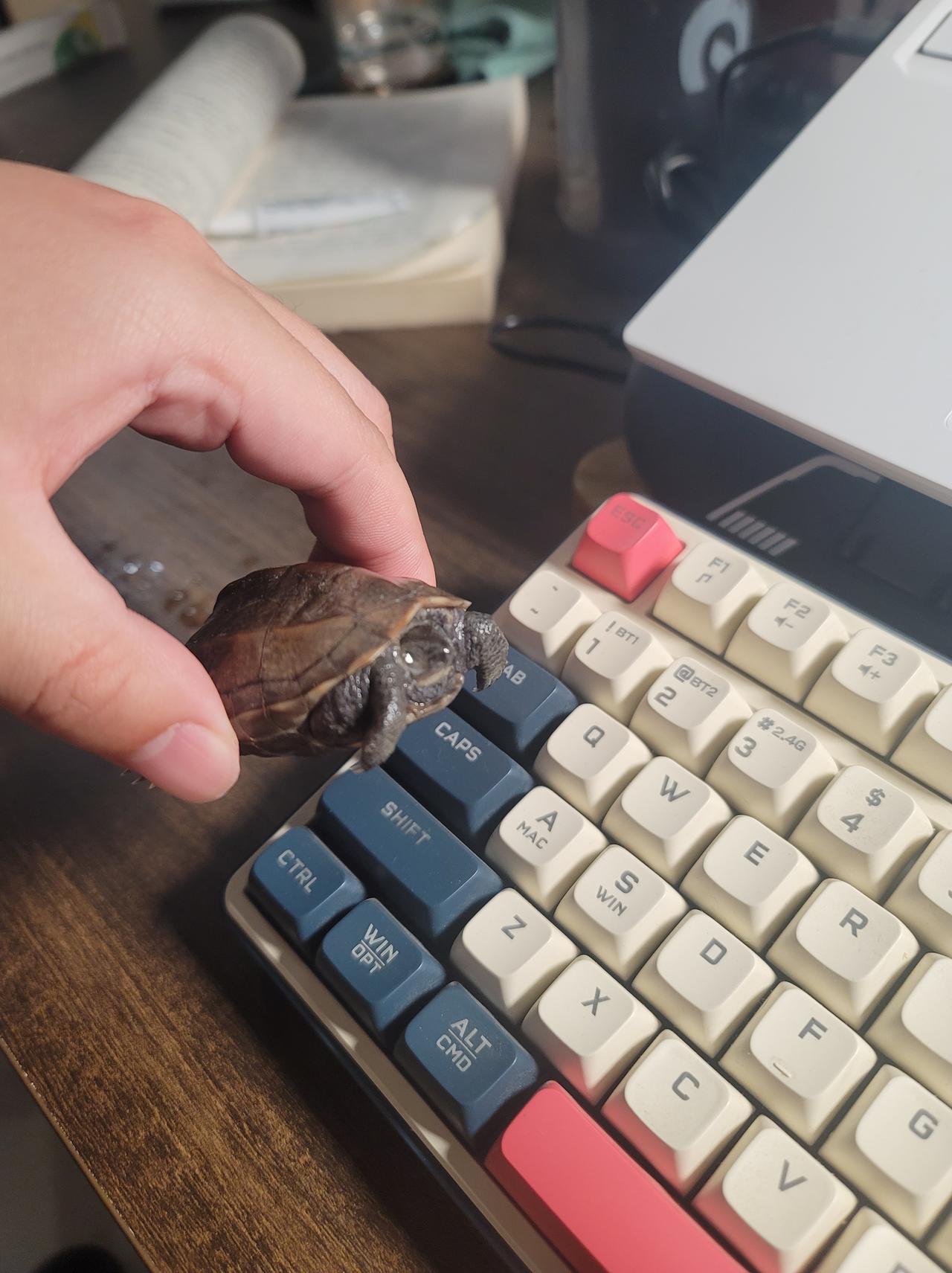 前几天二闺女起床眼睛有点肿，根据朋友（医生）介绍去药房买了一支盐酸左氧氟沙星眼用