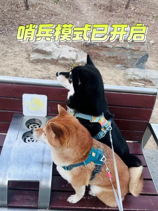 柴警官站岗放哨中
