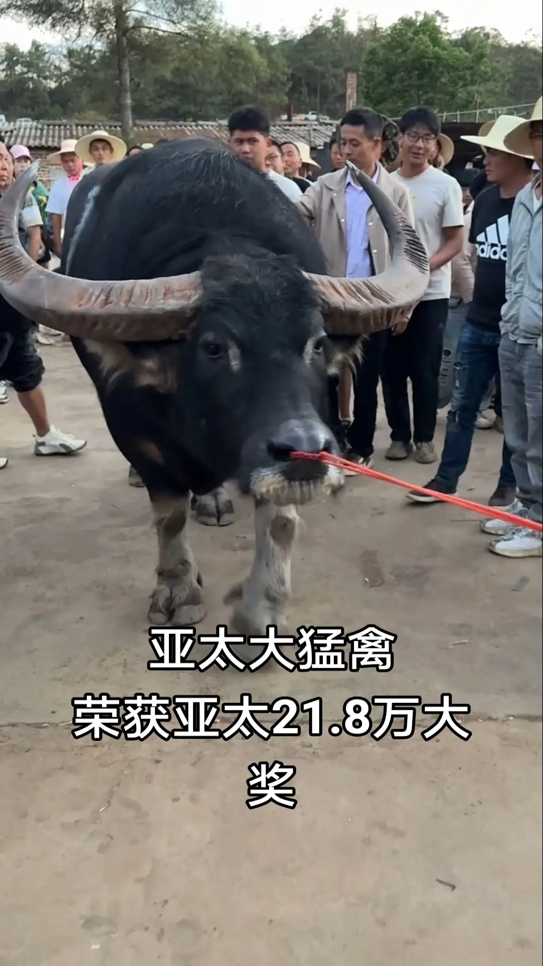 斗牛视频
