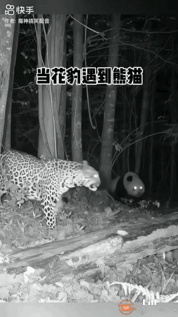 一只熊猫在夜晚出来闲逛，冷不丁撞见一只豹子。熊猫本不想惹事，赶忙让开道路。谁知那
