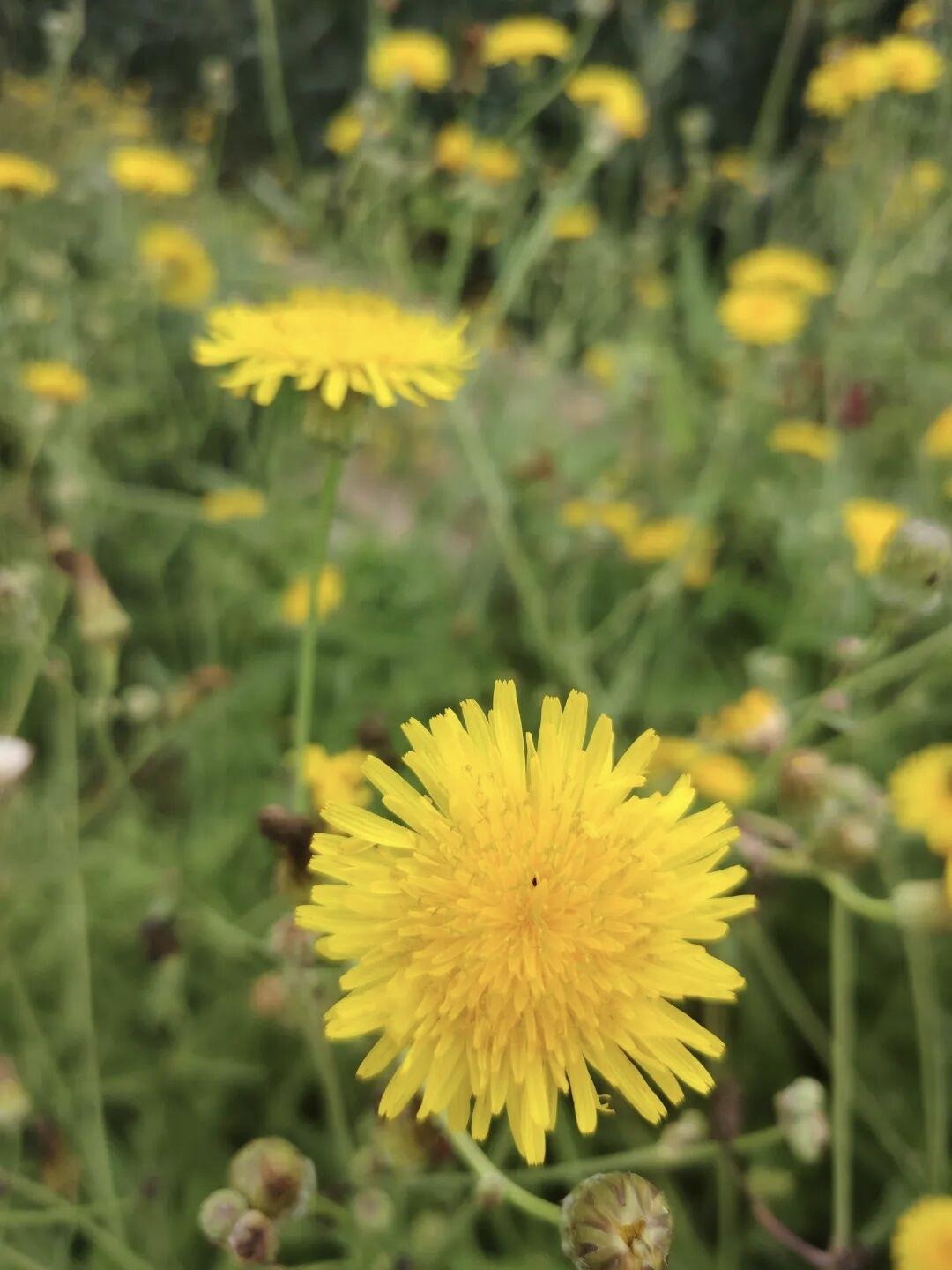晒图笔记大赛这片蒲公英花田，是春天打翻的调色盘。嫩黄的花瓣像被阳光吻过，层层叠叠
