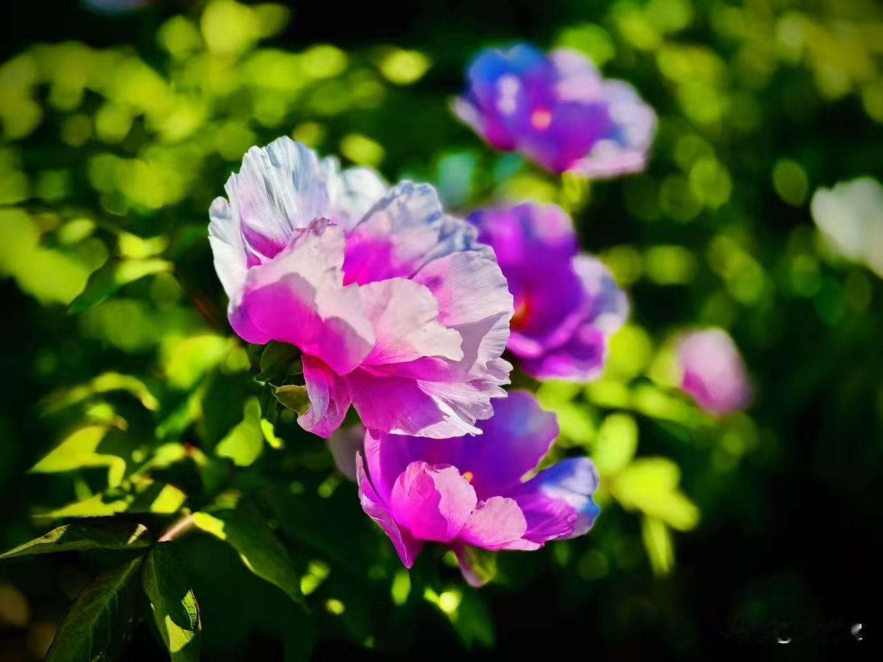 芍药辞
     （原创）


有阳光撑腰
一朵朵的芍药
忍不住就喊出了
尘世的