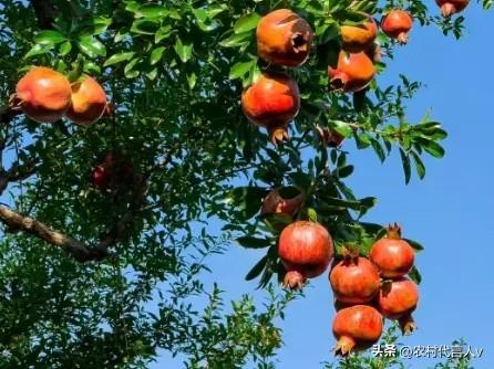 家中有3树，“后代一直富”，3种镇宅树！子孙后辈都受益！
 
村里老王家的院子里