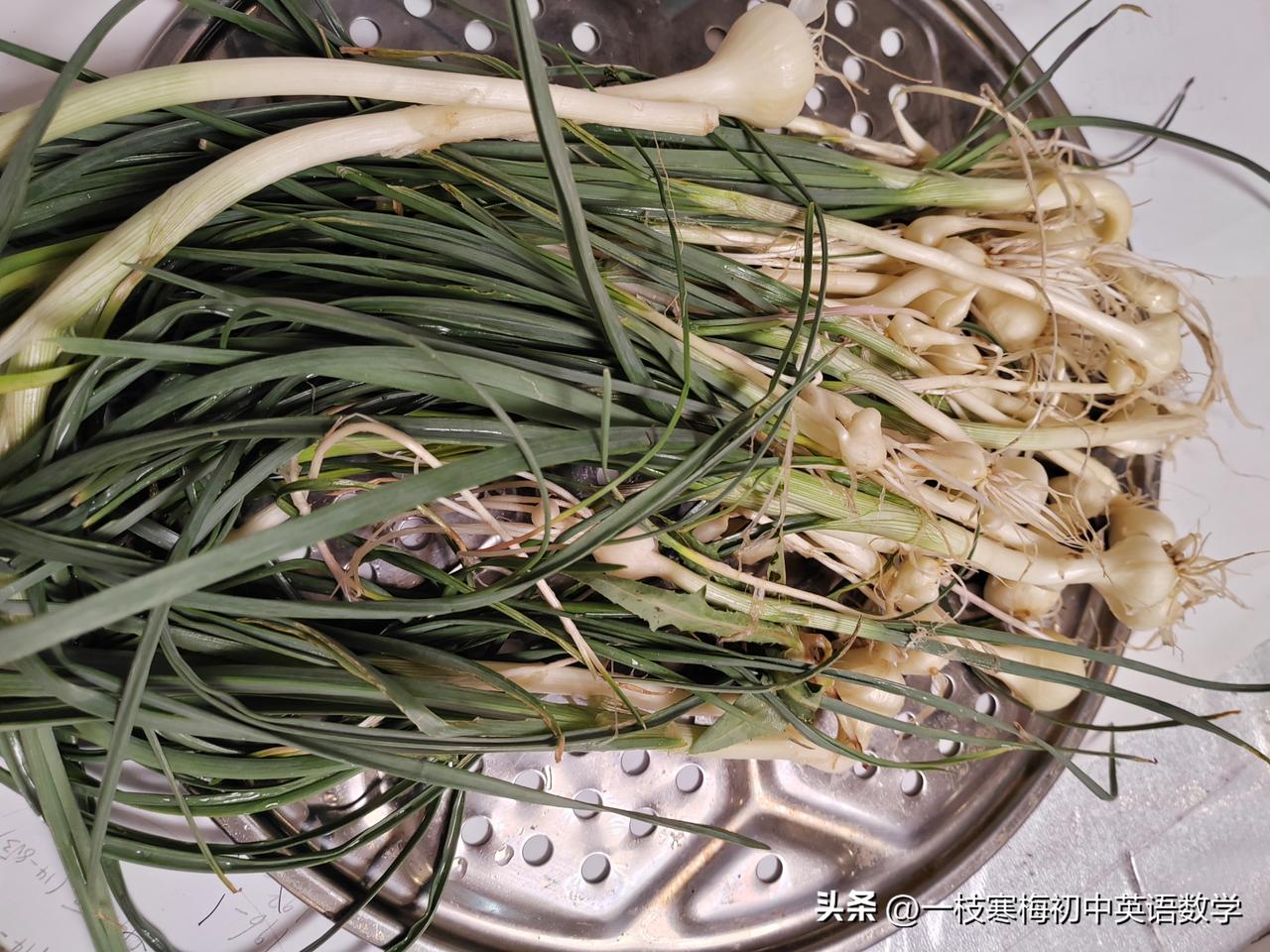 大自然馈赠的礼物：
春天的田野，到处都是宝。苦菜、小蒜、苜蓿………都是小时候常吃