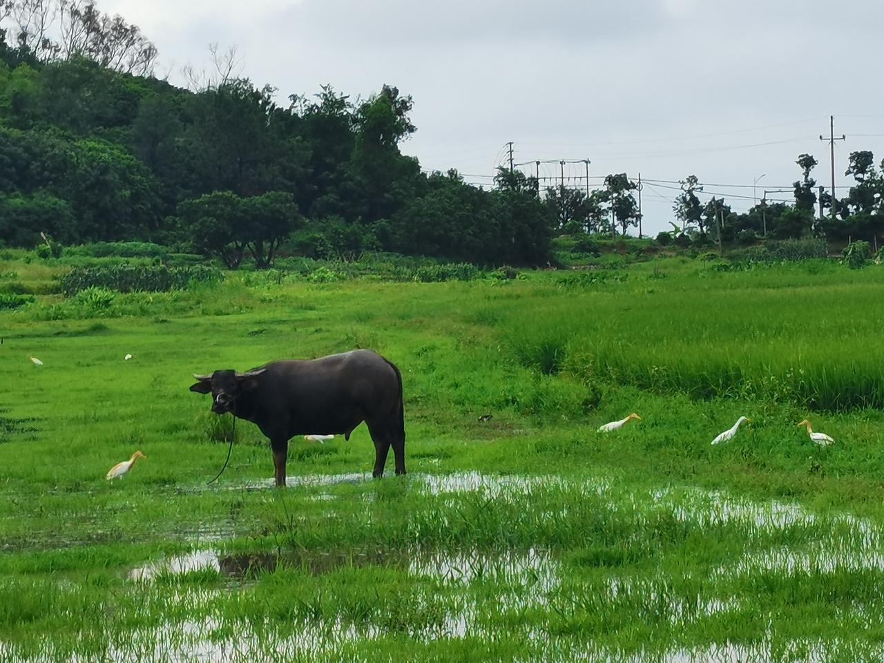 初夏的早上，刚下了一场大雨，田野里的草更绿了，本来干爽的草地变成一片沼泽地。
