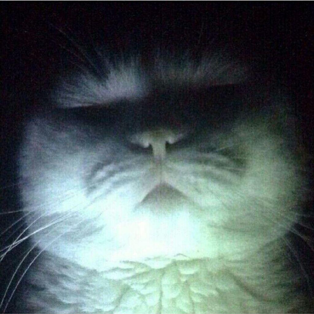 #表情包[超话]#手电筒照着的猫猫有点吓人……[二哈][二哈] ​​​