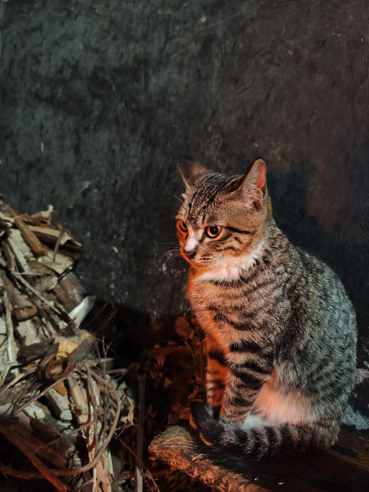 熏腊肉老鼠喜欢偷吃，猫晚上都自觉在这里守着，他也不偷吃，非常的听话，天亮以后就跑