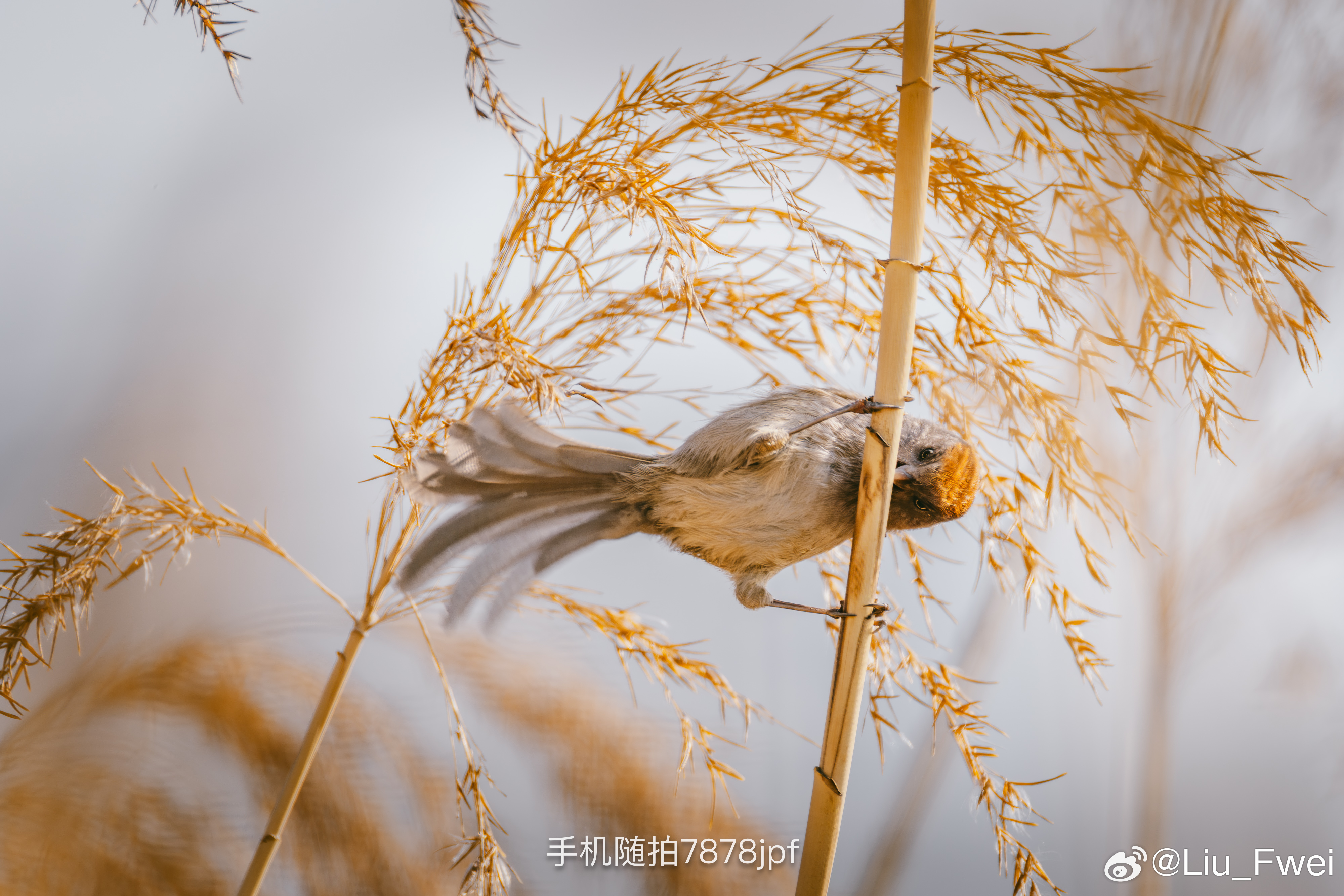 近期网红一只西岸梦中心徐汇滨江灰喉鸦雀上海徐汇滨江现灰喉鸦雀