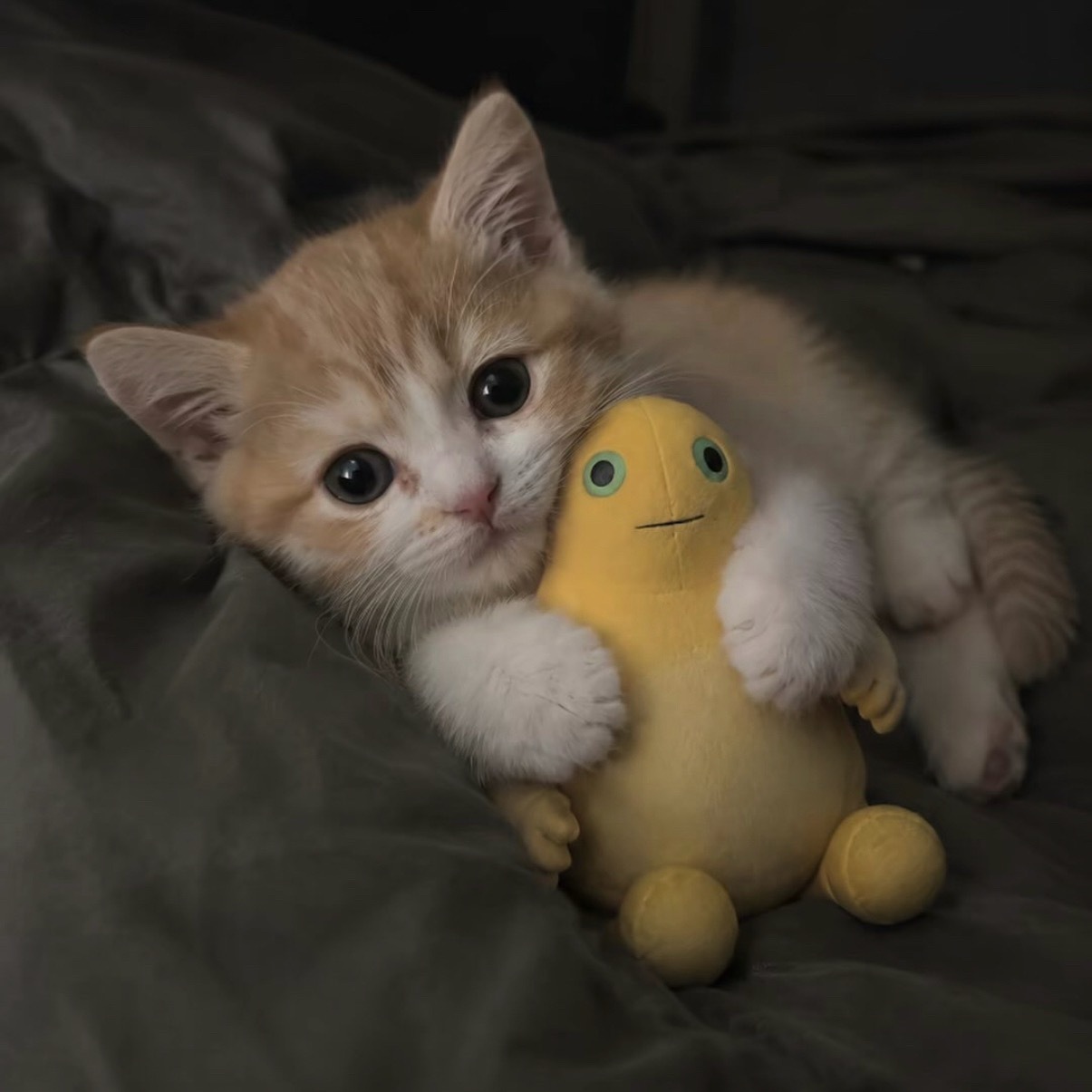 不互动就互译！炉管们你们是小猫手里的奶蛙！[doge][手指比心] ​​​