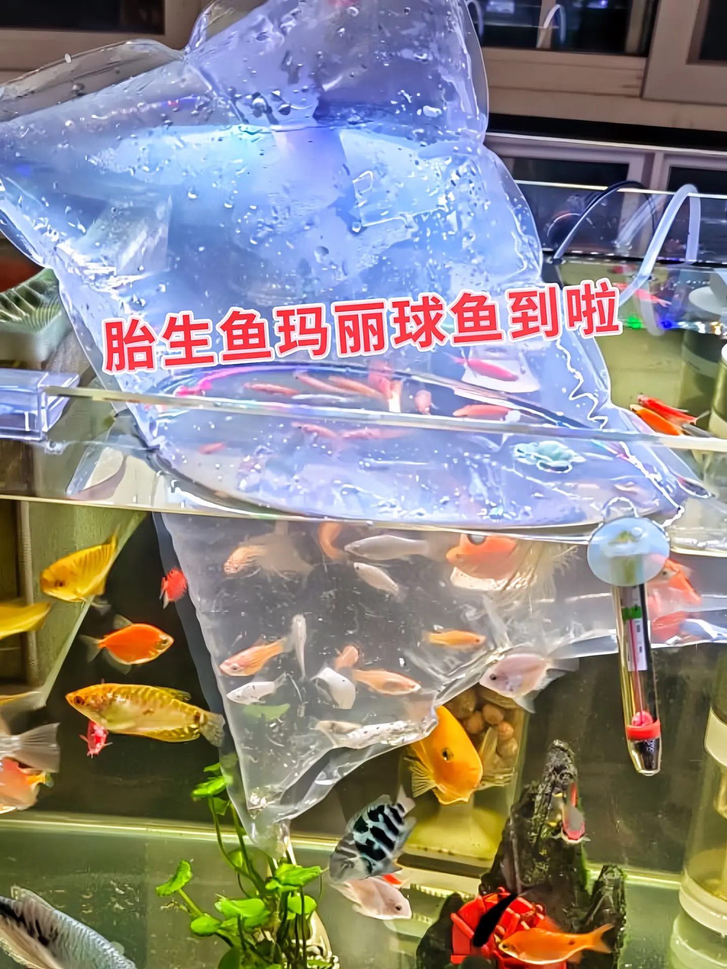 1. 迷你萌物，解压神器：圆滚滚的玛丽球鱼，像会游泳的彩色小汤圆！摆动...