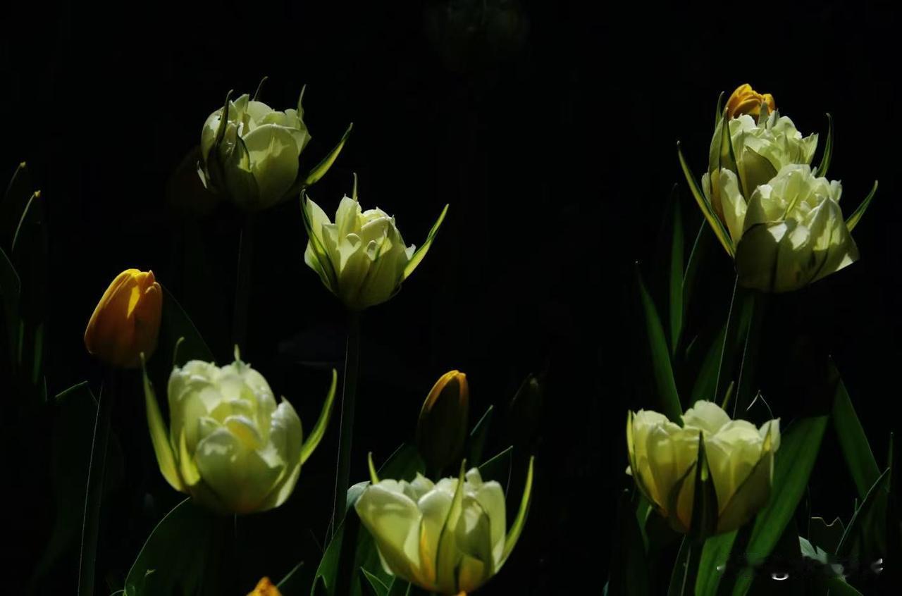 现在正是拍郁金香的时候，很多人都喜欢拍郁金香，怎么拍出不同凡响与众不同的郁金香照