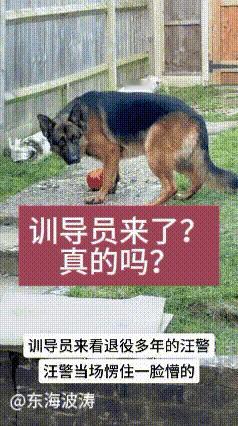 出差顺路探望退役警犬，一见面当场看哭了
 
训导员出门办事，刚好路过安置退役警犬